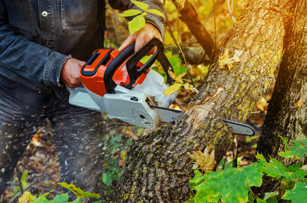 lumberjack cuts down a lying tree with a chainsaw in the forest, close up on the process of cutting down. concept of professional logging. deforestation.