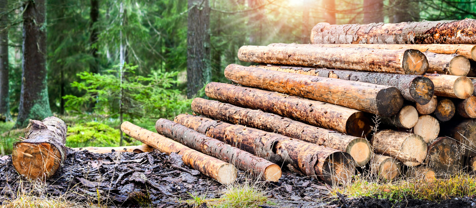 log trunks pile, the logging timber forest wood industry. wide banner or panorama wooden trunks.